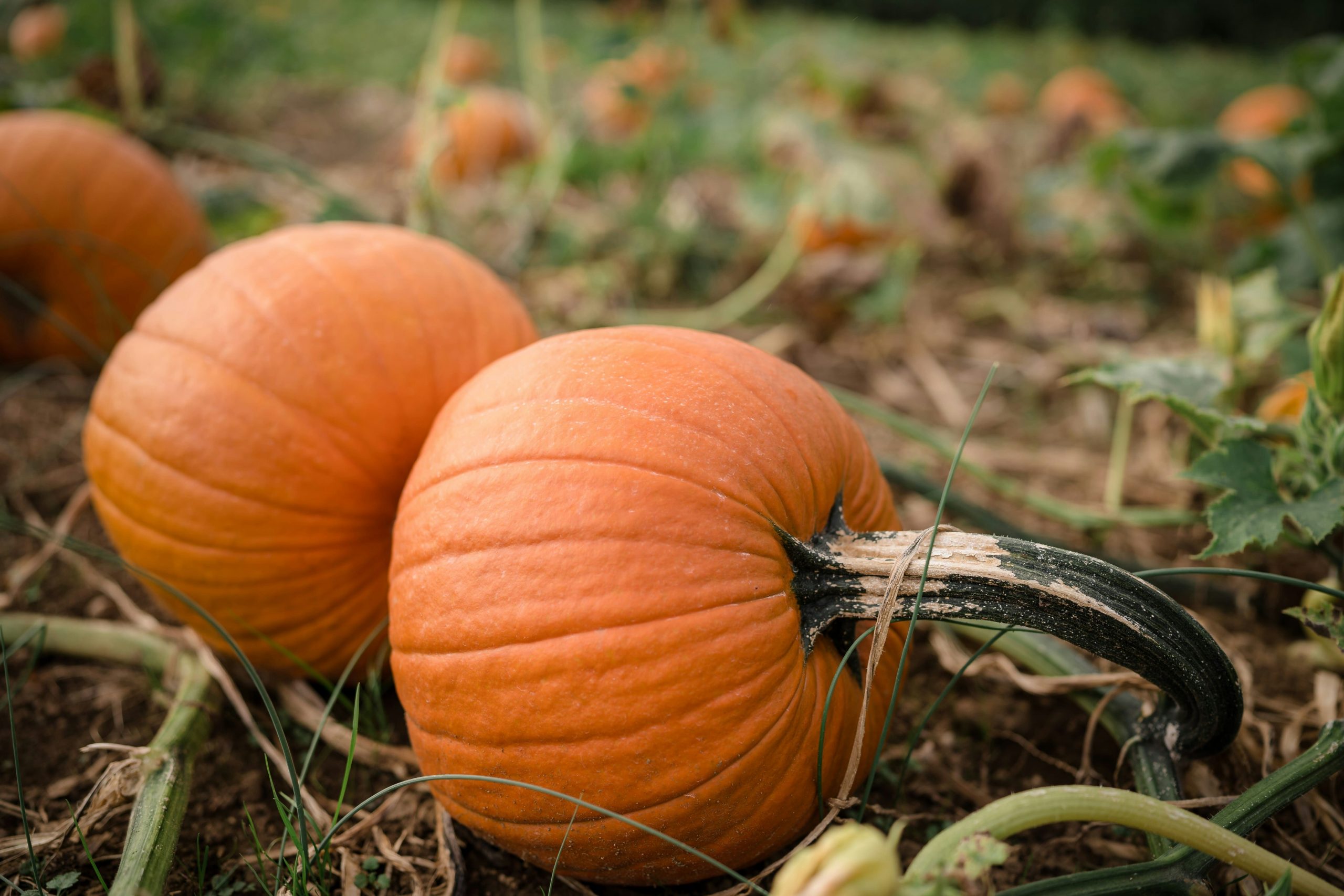 Where to Pick Pumpkins Near Exton, PA